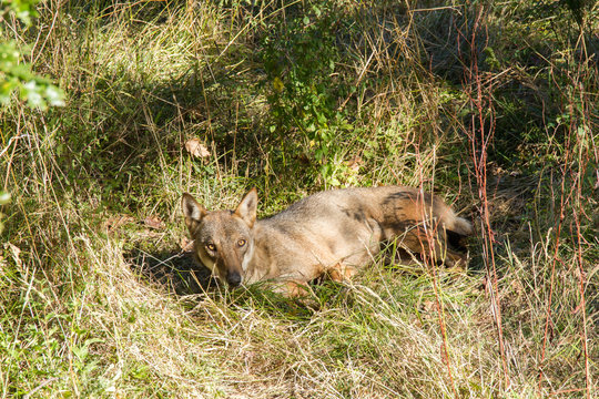 wolf predator national park of abruzzo