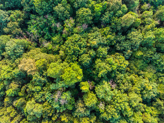 green tropical deciduous forest aerial above shot wide angle