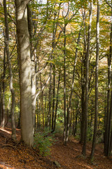 Obraz premium Forest in the fall