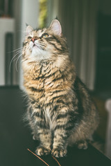 Obraz premium Young fluffy Siberian cat sits on the table in the room and looks up