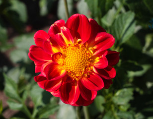 beautiful flowers in nature in the botanical garden