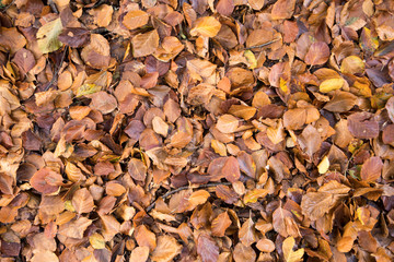Background of fallen beech leaves