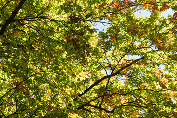 Background of leaves in autumn forest
