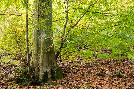 Beech trunk in the forest