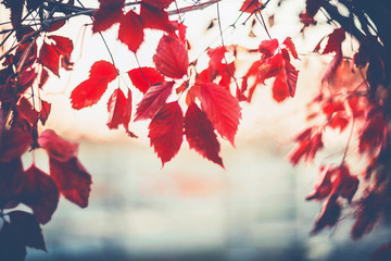 Autumn nature background with hanged Virginia creeper foliage, outdoor