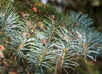 Naklejka na ściany i meble Fir Branch With Pine Cone - Christmas Holidays Background