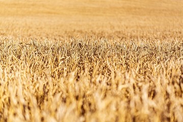 Golden Barley / Wheat Field