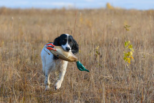 The hunting dog is running with a model of a duck in its mouth across a field in rural. The autumn training of a spaniel for hunt for a waterfowl in outdoors.