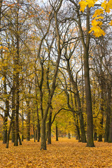 Autumn landscape in the park in leaf fall season