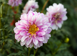 beautiful flowers in nature in the botanical garden