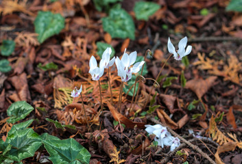 beautiful flowers in nature in the botanical garden
