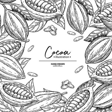 Cocoa frame. Vector superfood drawing template.  Fruit, leaf and