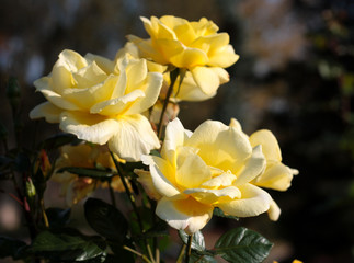 Obraz premium beautiful flowers in nature in the botanical garden