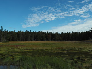Teich bei blauem Himmel mit Wiese