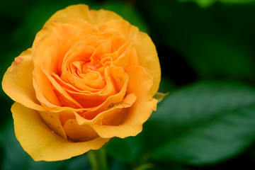 Beautiful orange hybrid tea rose.
