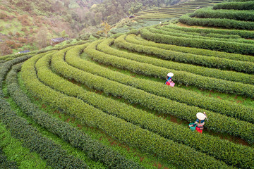 Aerail view Tea farm  with sea of mist, green tree, blue mountain and sunlight beam in the morning at Doi Ang Khang, Chiangmai, Thailand.