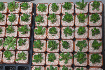 Small cactus on pot in the garden.Mini cactus plants for sale.