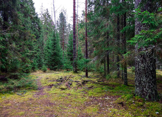 Autumn grove of larch trees in Karelia forest landscape