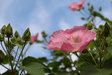 ムクゲの花と青空
