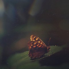 Fototapeta na wymiar mariposa marrón en las sombras