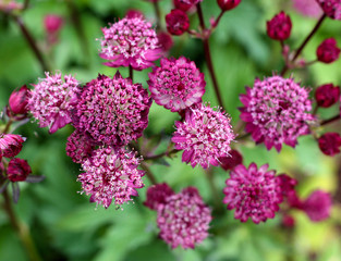 beautiful flowers in nature in the botanical garden