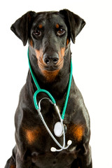 Dobermann with a Stethoscope, head, shoulders and chest of a sitting Doberman Pinscher with a stethoscope around her neck.