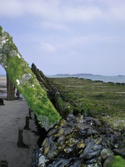 Moos-Algen-Holzsteg-Meer-gt