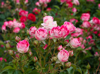 beautiful flowers in nature in the botanical garden