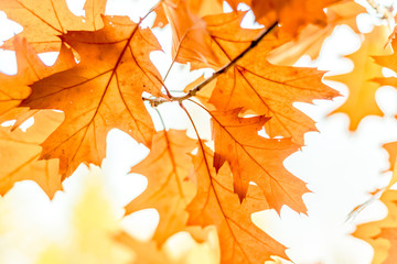 Yellow oak leaves against the sun, change of season