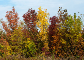 autumnal colored bushes in the Hungarian wilderness