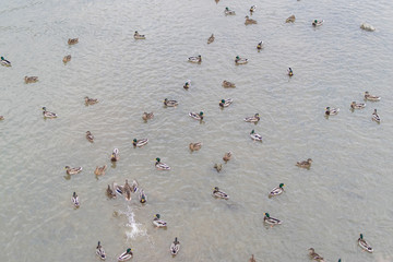Many ducks on the river.