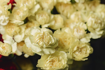 bush cloves on neutral dark background