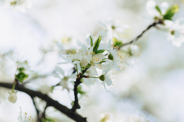 apple blossom or cherry blossom on a sunny spring day