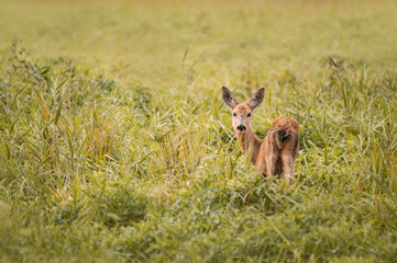 female roe deer standing in the lawn looking back at camera