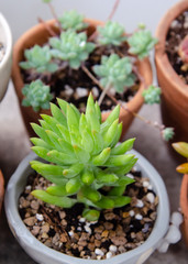 Cactus tree in flower pot, Little garden