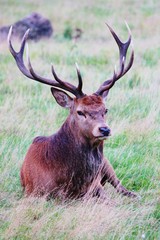 Wild Red deer stag in Bushy Park