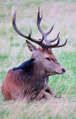 red deer stag sitting with large antlers