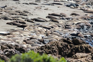 California elephant seals