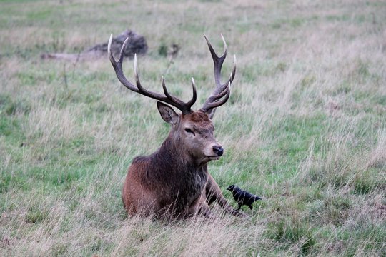 red deer stag sitting with large antlers