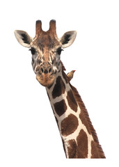 Naklejka premium Giraffe isolated 