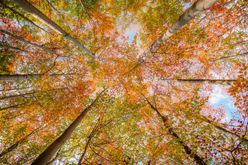 Bäume im Herbst Blick nach oben