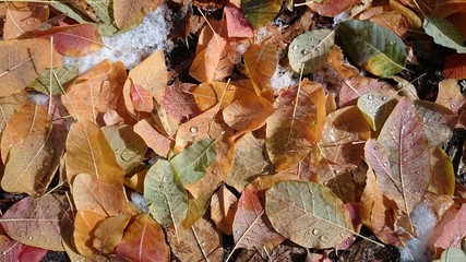 Colorful autumn leaves. Natural background