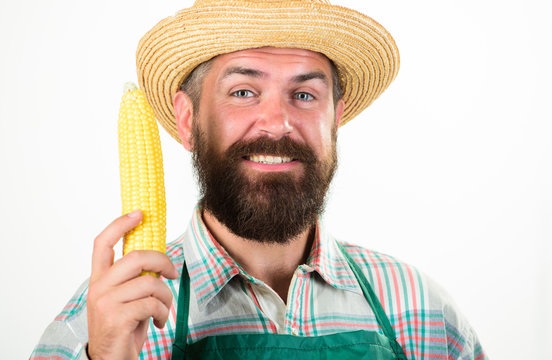 Hipster gardener wear apron hold vegetable. Farmer straw hat hold corncob vegetable. Fresh organic vegetable harvest. Man bearded presenting corncob or maize white background isolated
