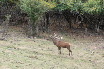 Naklejka na ściany i meble Red deer stag bellowing in the middle of the forest