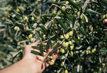 Hand holding olive tree branch. Sun light