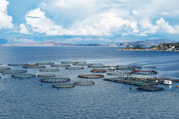 Sea fish farm. Cages for fish farming dorado and seabass. The workers feed the fish a forage.