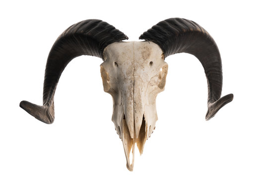 Studio shot of a ram skull with horns