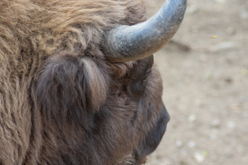 Close-up of european bison raised in freedom in Spain.