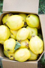 Quinces in box