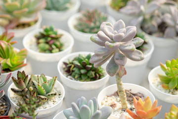 Succulent  ornamental plants are colorful because they are tiny.